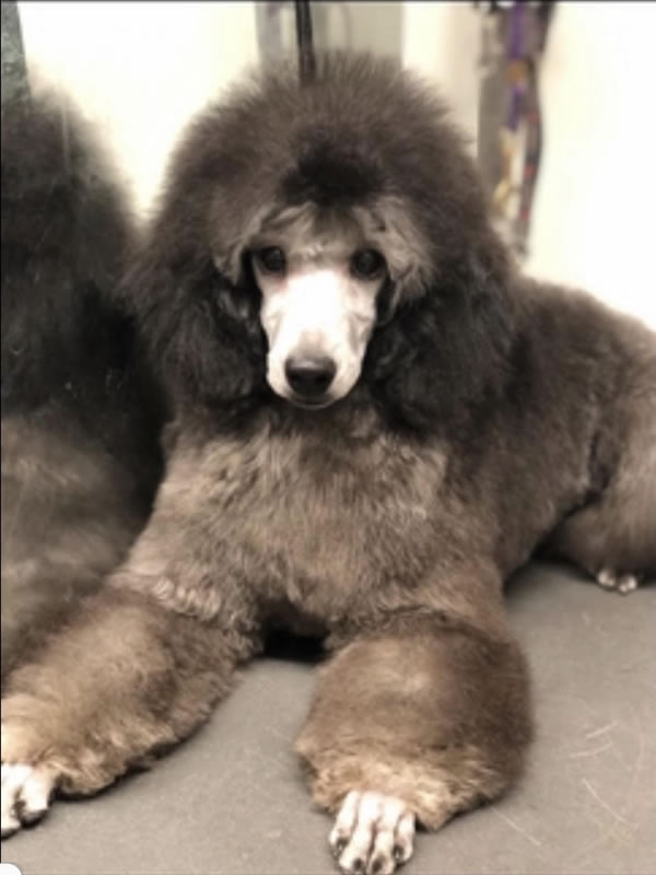 Poodle fathered by Prize Winning Stud Dog for Breeding Weimardoodles