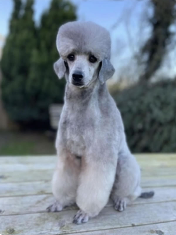 Poodle from Prize Winning Stud Dog for Breeding Weimardoodles