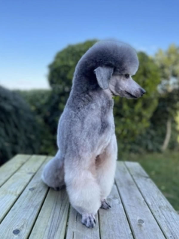 Poodle from Prize Winning Stud Dog to cross with Weimaraner for Breeding Weimardoodles