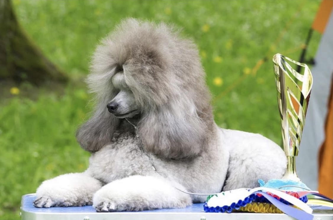 Stud Dog for Weimardoodles - Silver Show Champion Poodle Rugs