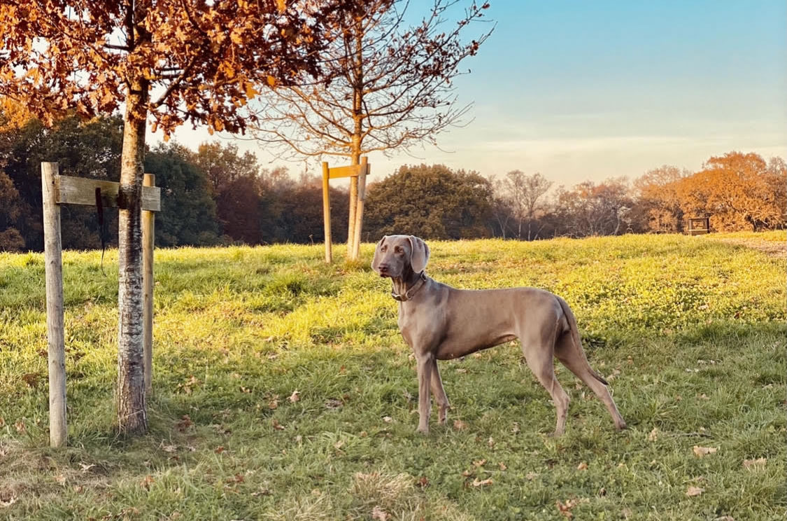 Weimaraner which will be cross bred with a poodle to produce Weimardoodles - Rowtown near Weybridge Surrey Dog Breeders